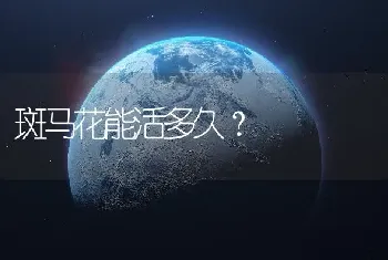 斑马花能活多久？