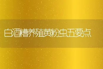 白酒糟养殖黄粉虫五要点