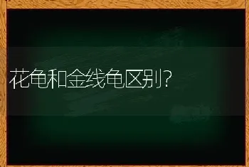 花龟和金线龟区别？