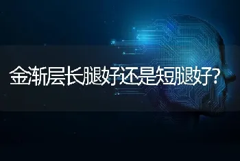 金渐层长腿好还是短腿好？