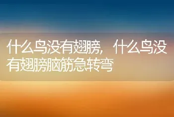 什么鸟没有翅膀，什么鸟没有翅膀脑筋急转弯