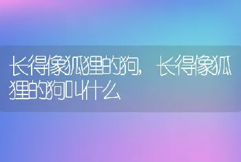 长得像狐狸的狗，长得像狐狸的狗叫什么