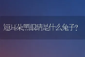 短耳朵黑眼睛是什么兔子？