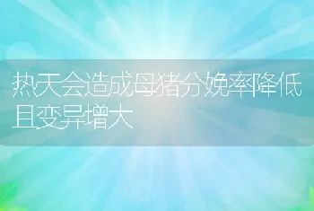 热天会造成母猪分娩率降低且变异增大