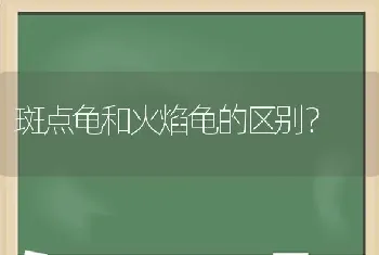 斑点龟和火焰龟的区别？