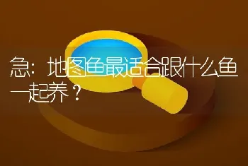 急:地图鱼最适合跟什么鱼一起养？