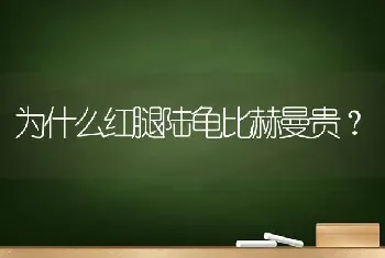 为什么红腿陆龟比赫曼贵？