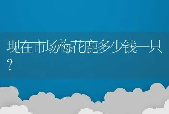 现在市场梅花鹿多少钱一只？