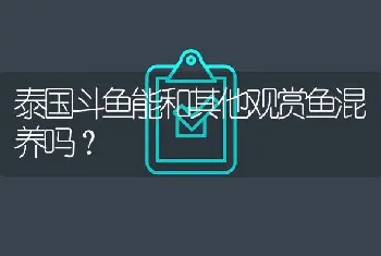 泰国斗鱼能和其他观赏鱼混养吗？