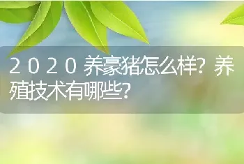 2020养豪猪怎么样？养殖技术有哪些？