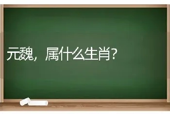 元魏，属什么生肖？