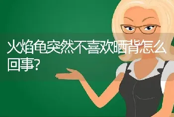 火焰龟突然不喜欢晒背怎么回事？