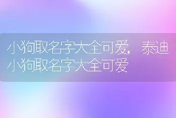 小狗取名字大全可爱，泰迪小狗取名字大全可爱