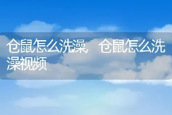 仓鼠怎么洗澡，仓鼠怎么洗澡视频