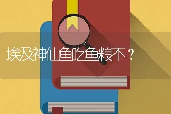 埃及神仙鱼吃鱼粮不？