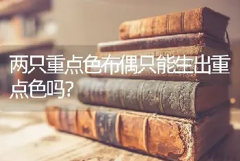 两只重点色布偶只能生出重点色吗？