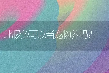 北极兔可以当宠物养吗？