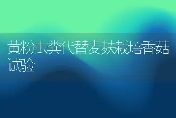 黄粉虫粪代替麦麸栽培香菇试验