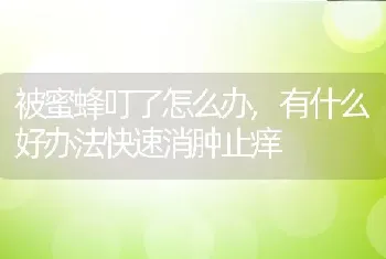 被蜜蜂叮了怎么办，有什么好办法快速消肿止痒