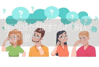 接近四个月的拉布拉多认主人了吗？