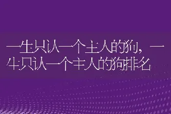 一生只认一个主人的狗，一生只认一个主人的狗排名