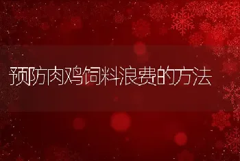 预防肉鸡饲料浪费的方法