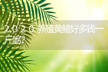 2020养殖黄鳝好多钱一斤呢？