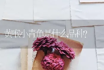 黄喉小青龟是什么品种？