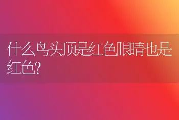 不拆家不掉毛智商高的狗？