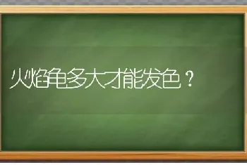 火焰龟多大才能发色？