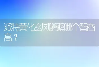 派特黄化玄凤鹦鹉哪个智商高？