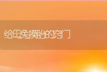 给母兔摸胎的窍门