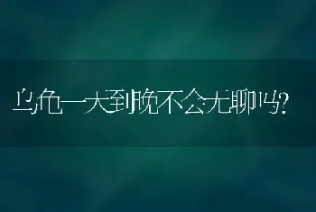 乌龟一天到晚不会无聊吗？