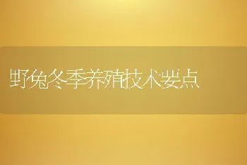 野兔冬季养殖技术要点