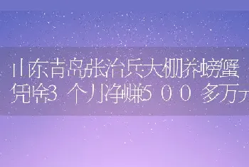 山东青岛张治兵大棚养螃蟹凭啥3个月净赚500多万元