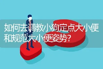 如何去调教小狗定点大小便和规范大小便姿势？