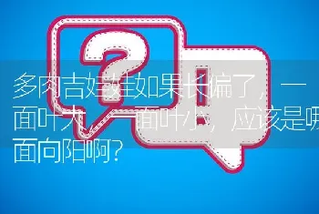 多肉吉娃娃如果长偏了，一面叶大，一面叶小，应该是哪面向阳啊？