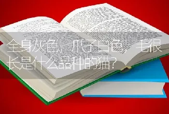 全身灰色，爪子白色，毛很长是什么品种的猫？