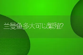 兰曼鱼多大可以繁殖？