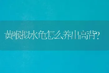 黄喉拟水龟怎么养出高背？