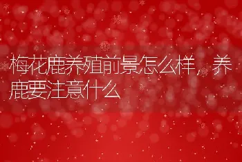 梅花鹿养殖前景怎么样，养鹿要注意什么