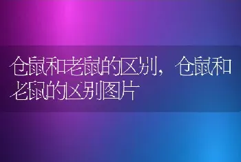 仓鼠和老鼠的区别，仓鼠和老鼠的区别图片