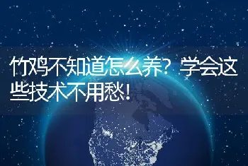 竹鸡不知道怎么养？学会这些技术不用愁！