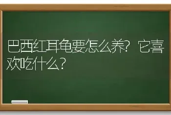 巴西红耳龟要怎么养?它喜欢吃什么？