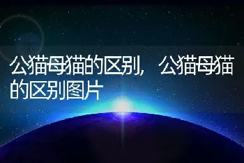 公猫母猫的区别，公猫母猫的区别图片