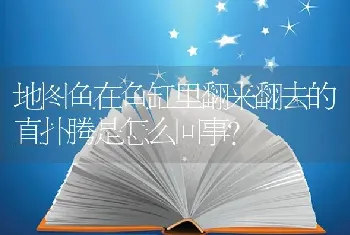 地图鱼在鱼缸里翻来翻去的直扑腾是怎么回事？