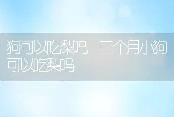 狗可以吃梨吗，三个月小狗可以吃梨吗