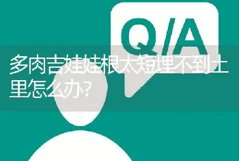 多肉吉娃娃根太短埋不到土里怎么办？