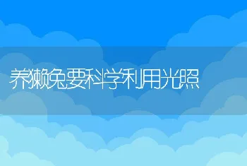 养獭兔要科学利用光照