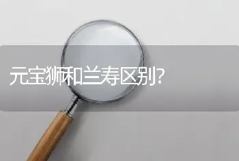 元宝狮和兰寿区别？